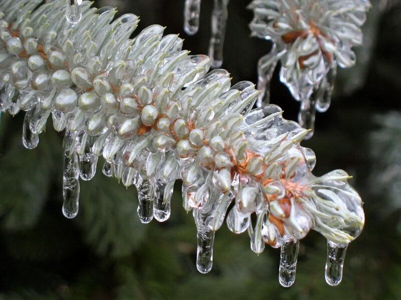 Icy pine branch with icicles