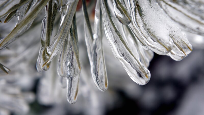 Icy pine needles in winter