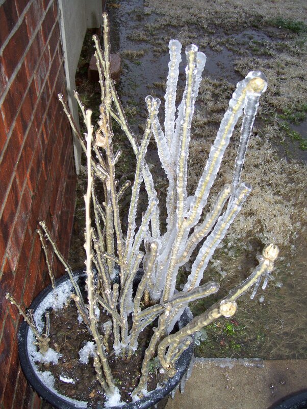 Icy plant in a pot