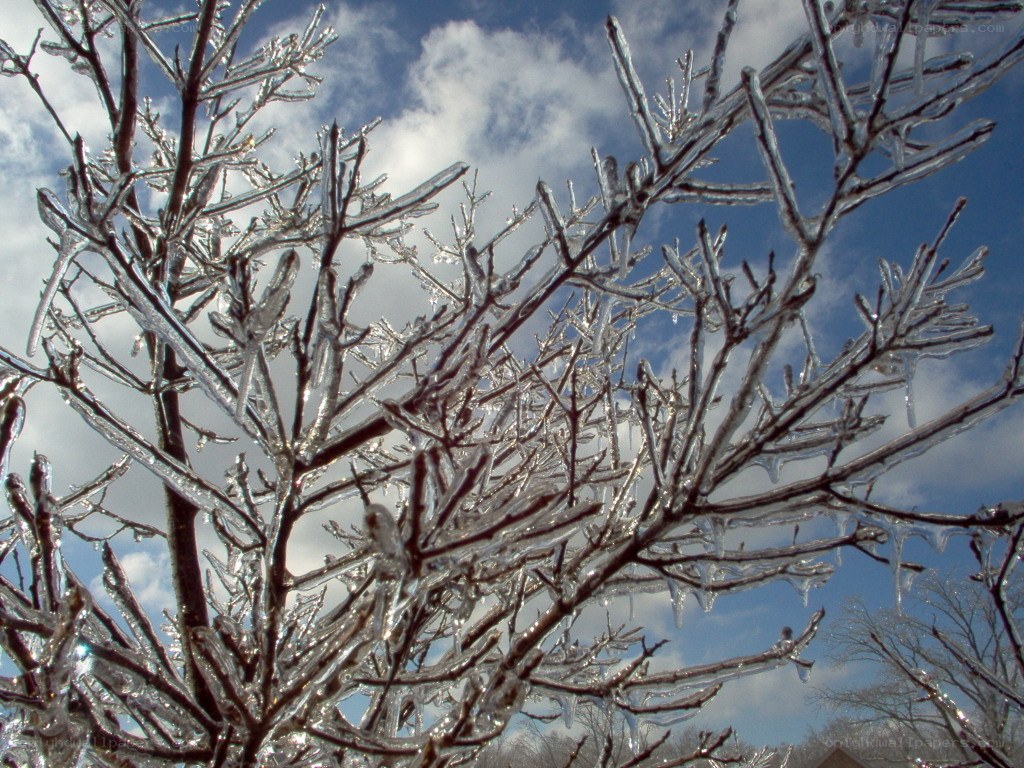 Icy tree branches against blue sky