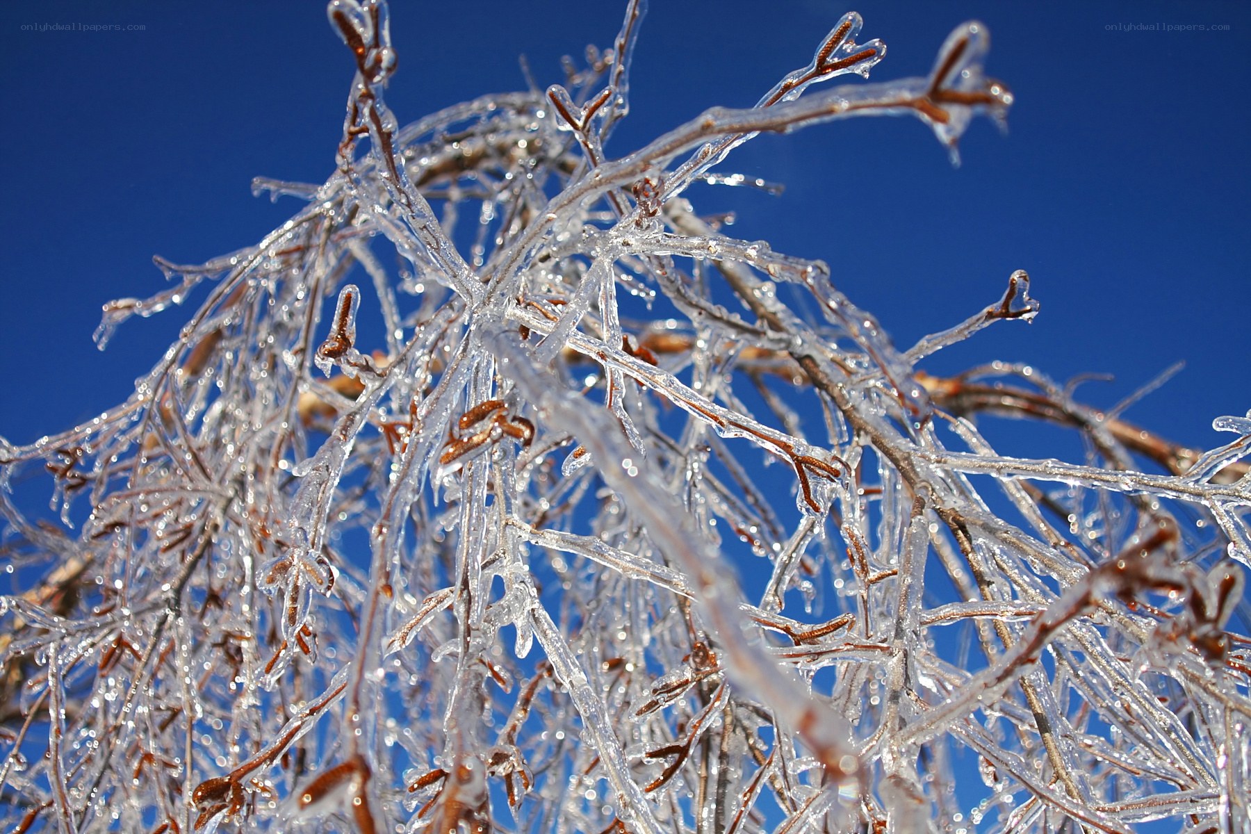 Icy tree branches against blue sky
