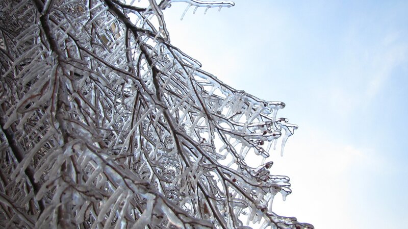 Icy tree branches against sky