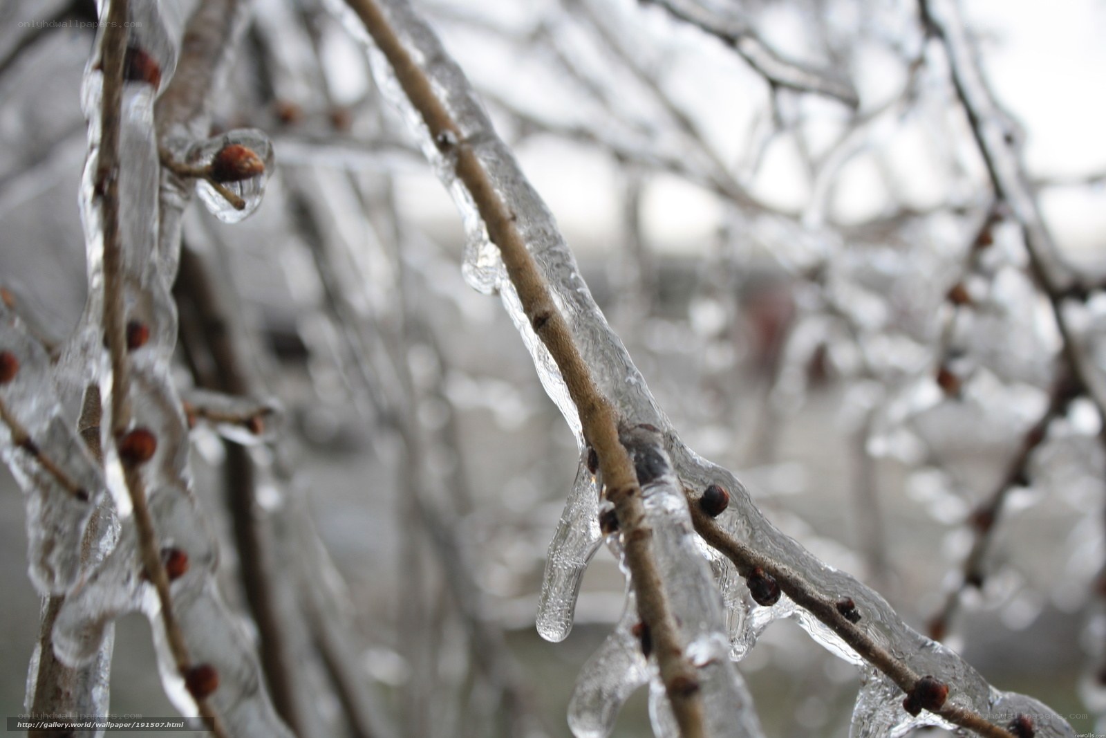 Icy tree branches in winter