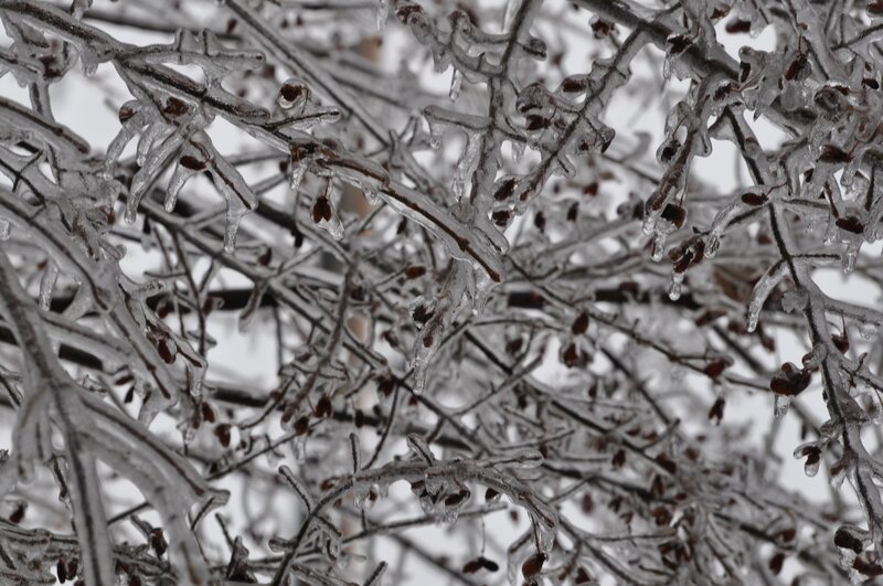 Icy tree branches in winter
