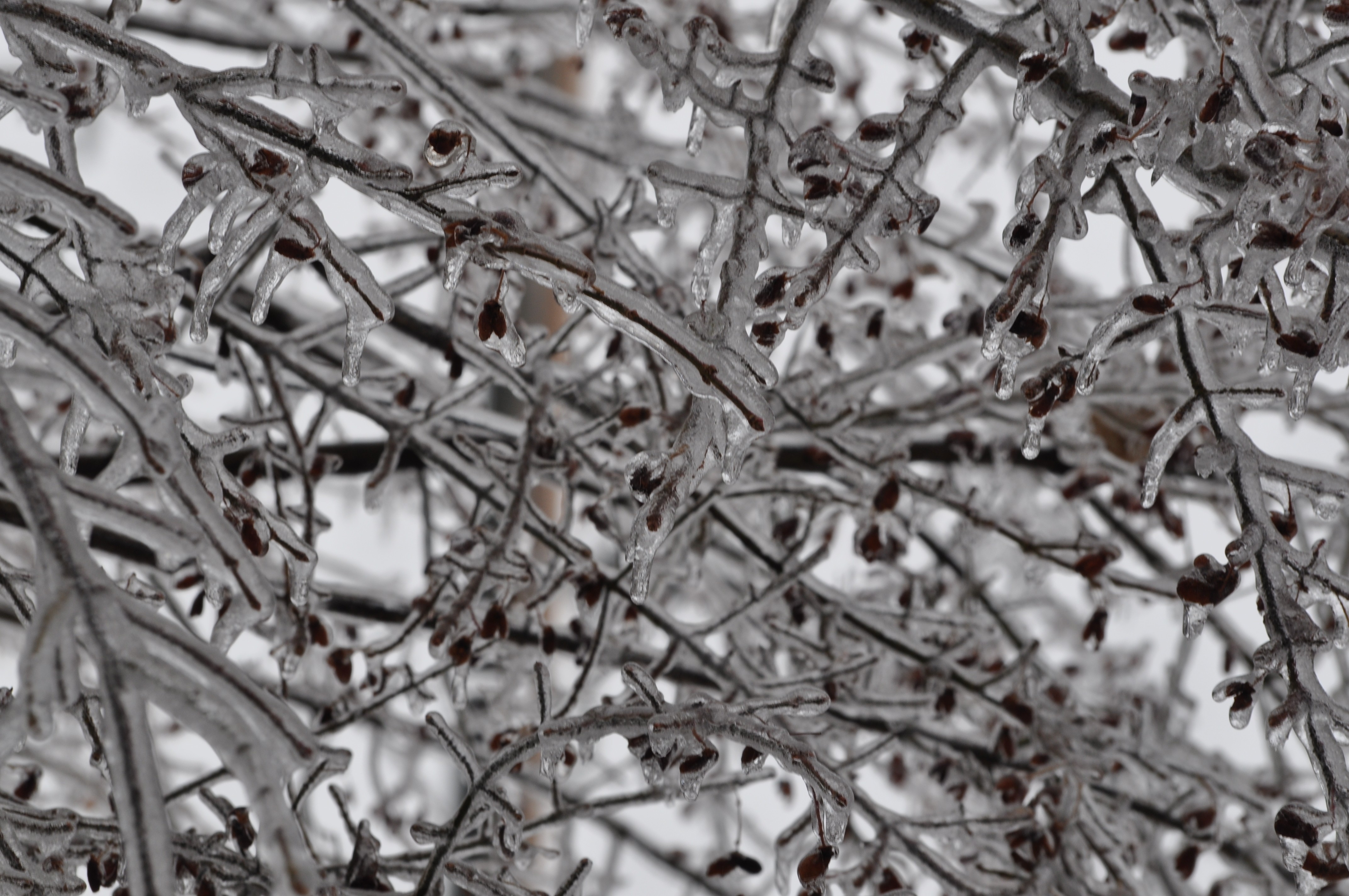 Icy tree branches in winter
