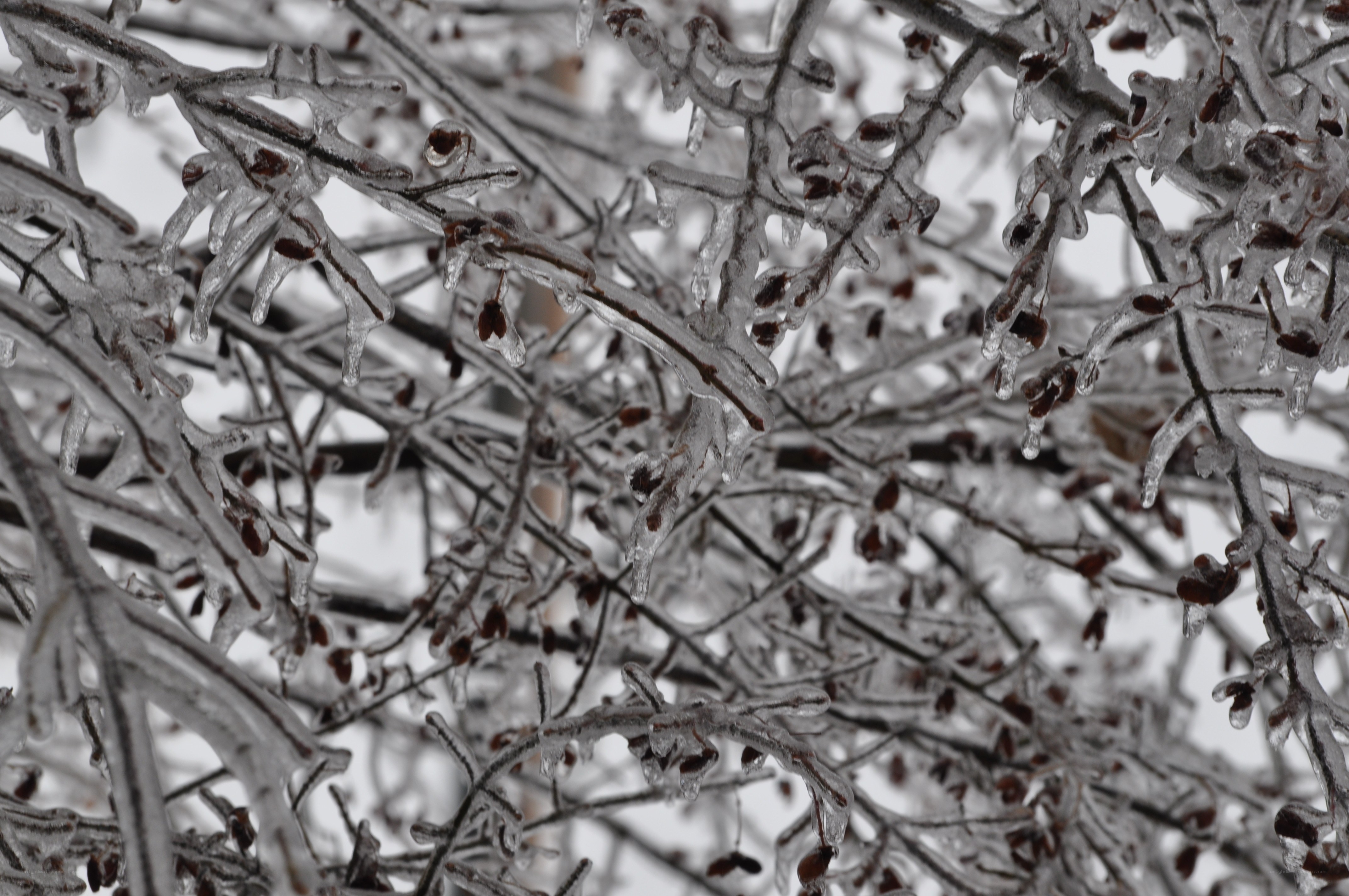 Icy tree branches in winter