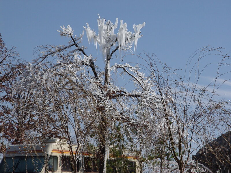 Icy tree branches in winter