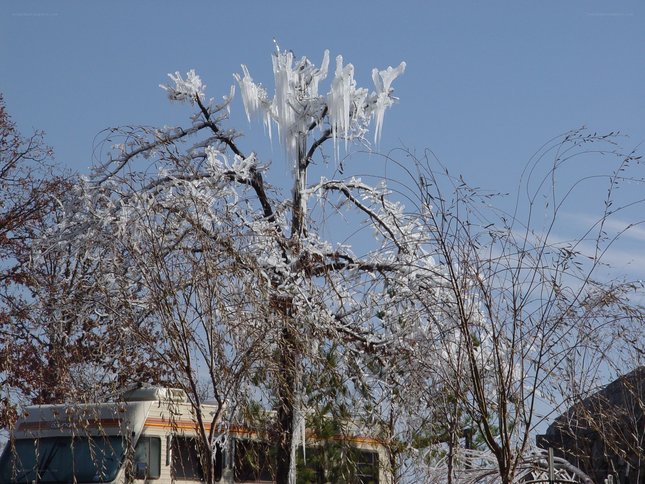 Icy tree branches in winter