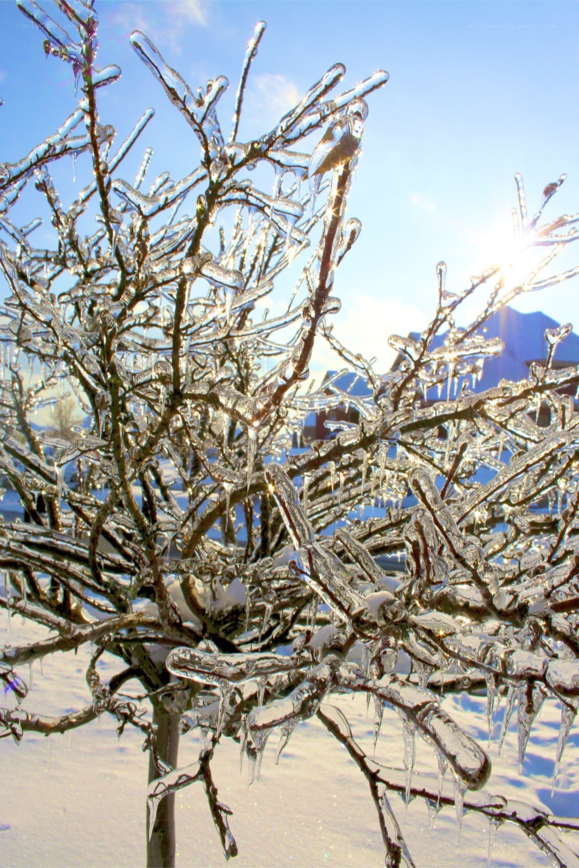 Icy tree branches in winter
