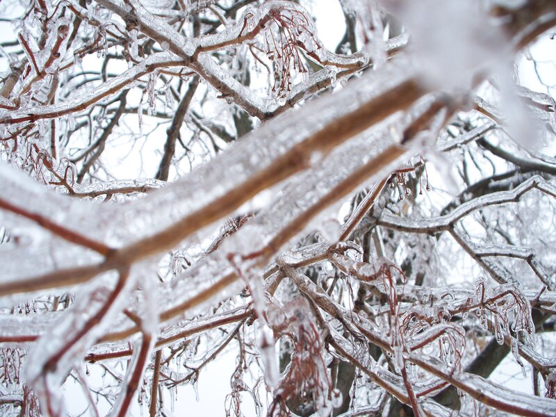 Icy tree branches in winter