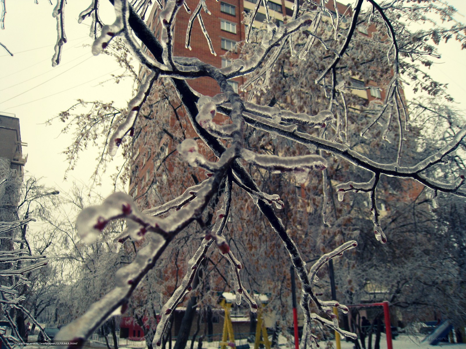 Icy tree branches in winter