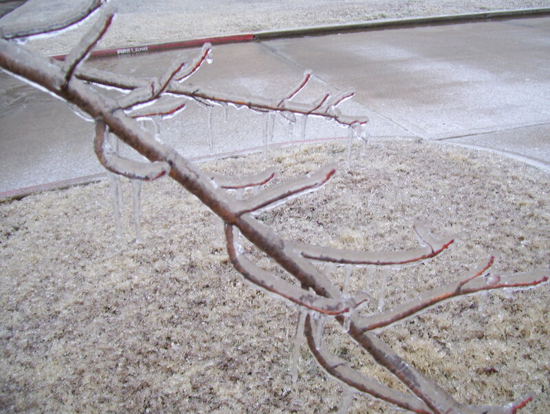 Icy tree branches on sidewalk