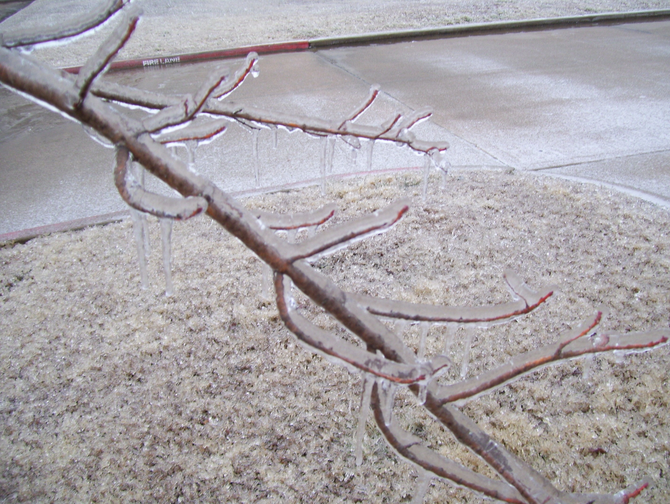 Icy tree branches on sidewalk