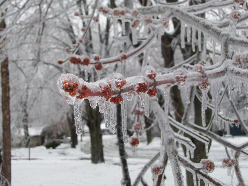 Icy tree branches with berries