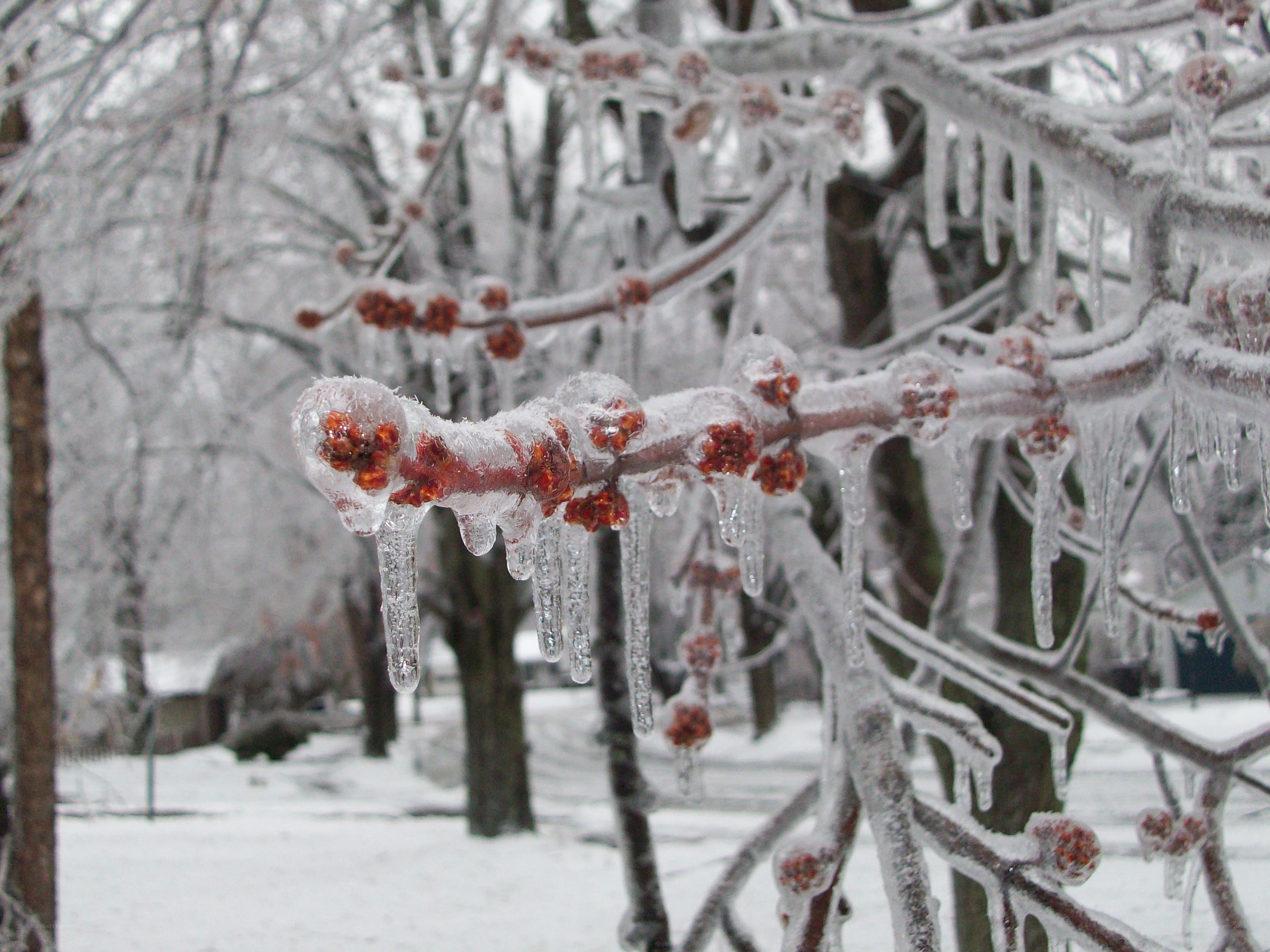 Icy tree branches with berries