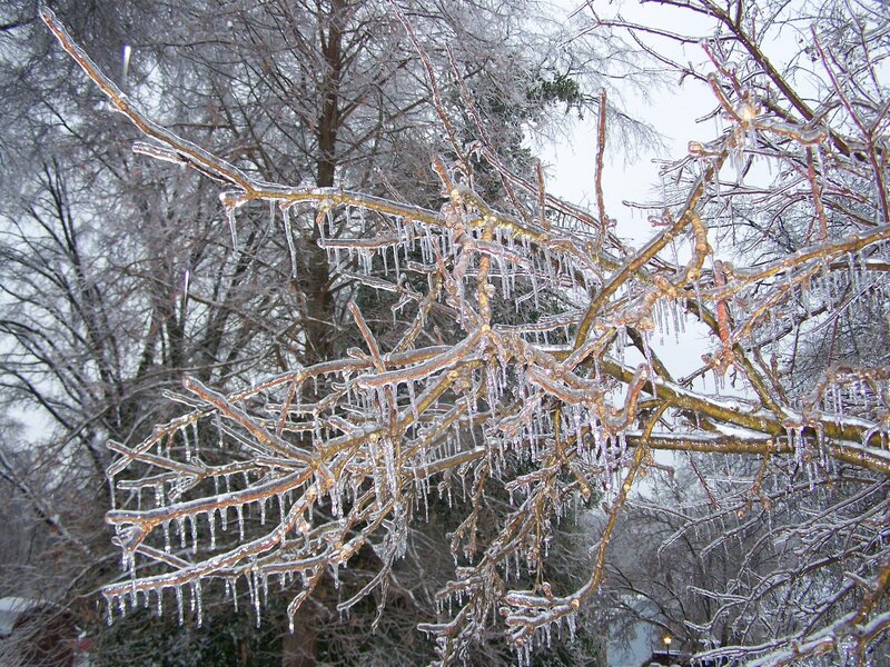 Icy tree branches with icicles