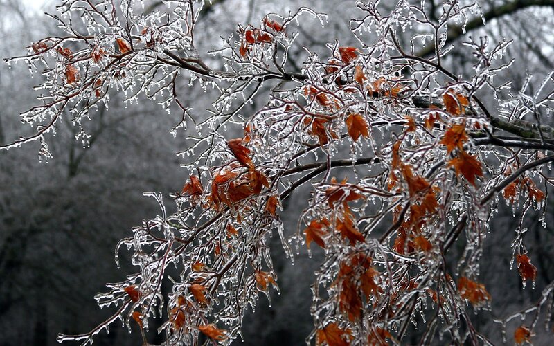 Icy tree branches with leaves