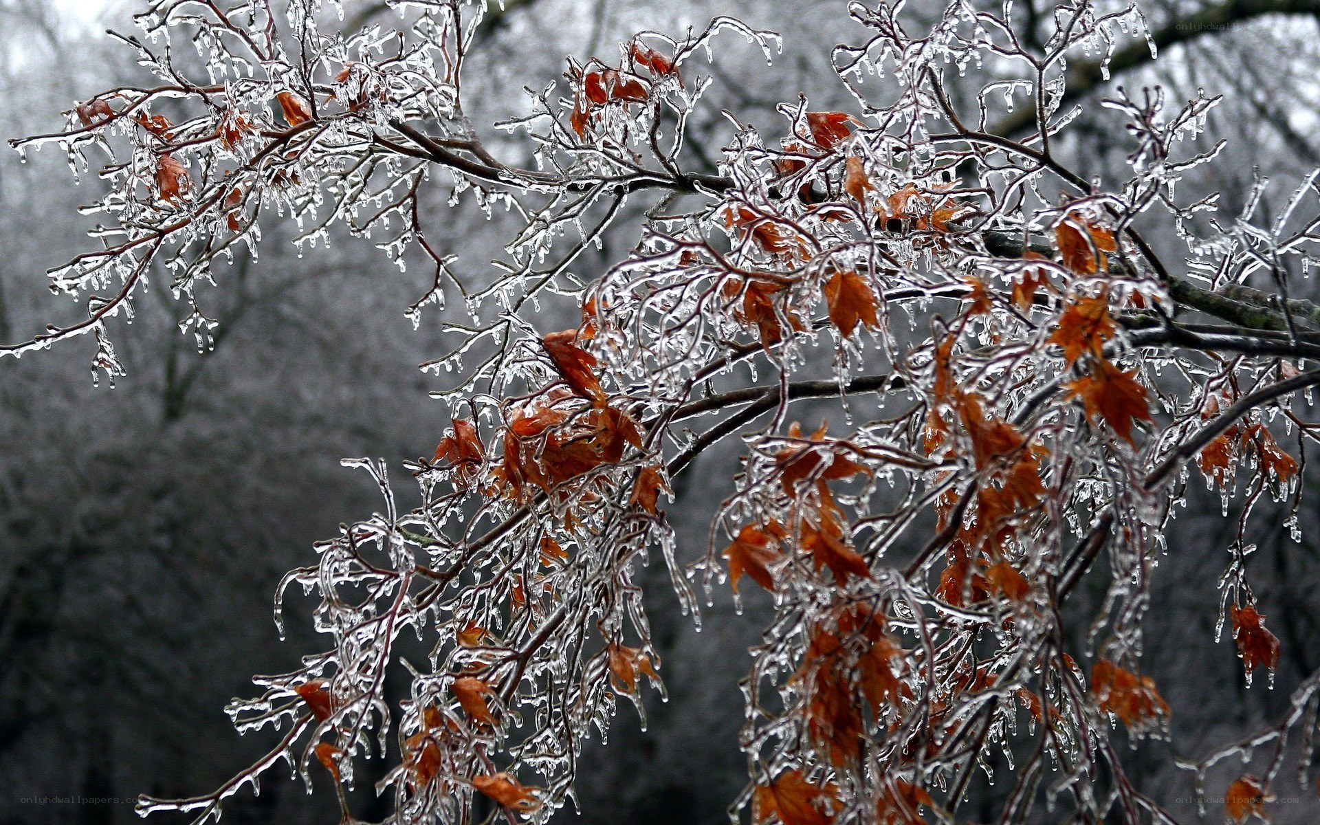 Icy tree branches with leaves