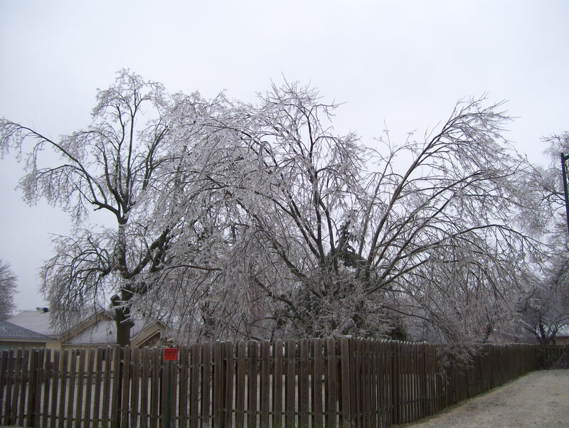 Icy tree in winter