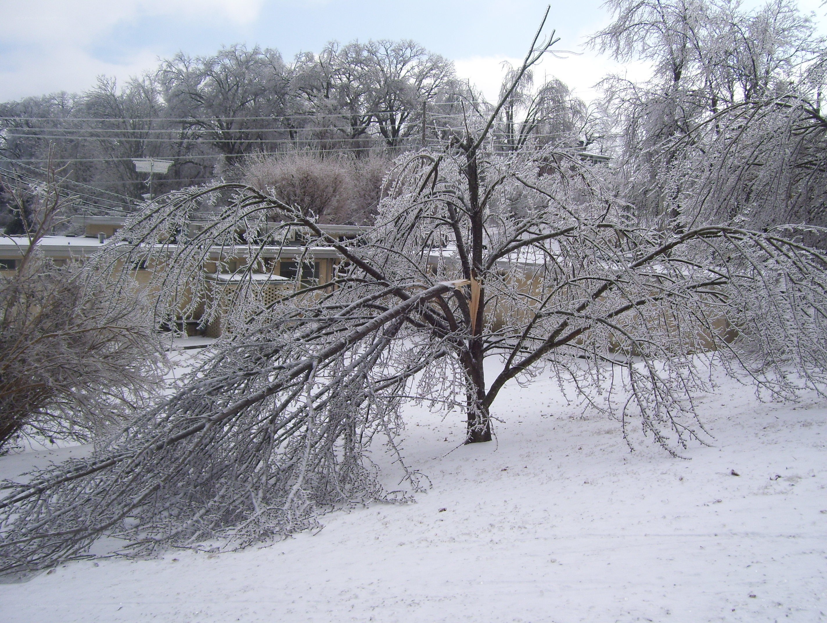 Icy tree with broken branch