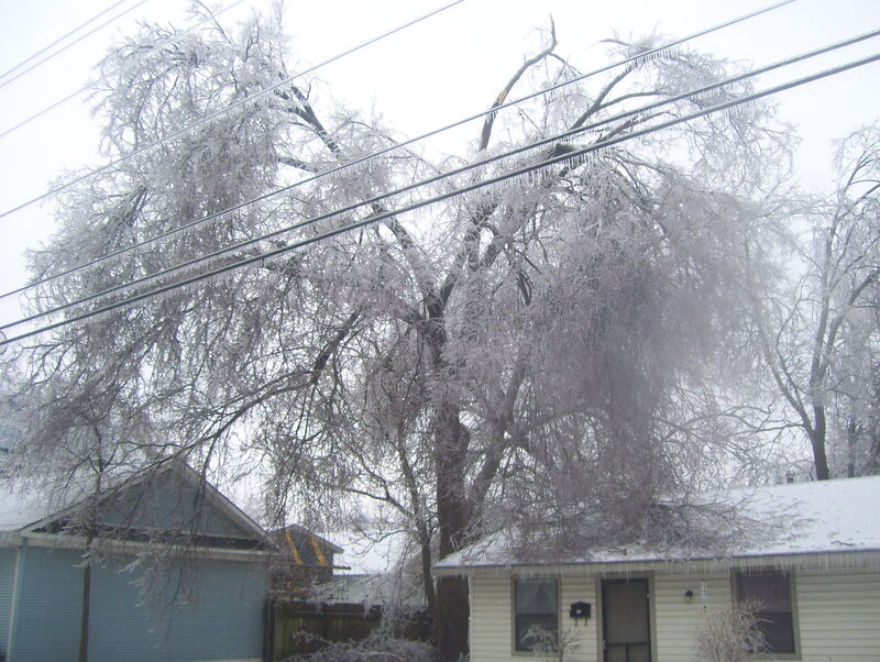 Icy tree with power lines