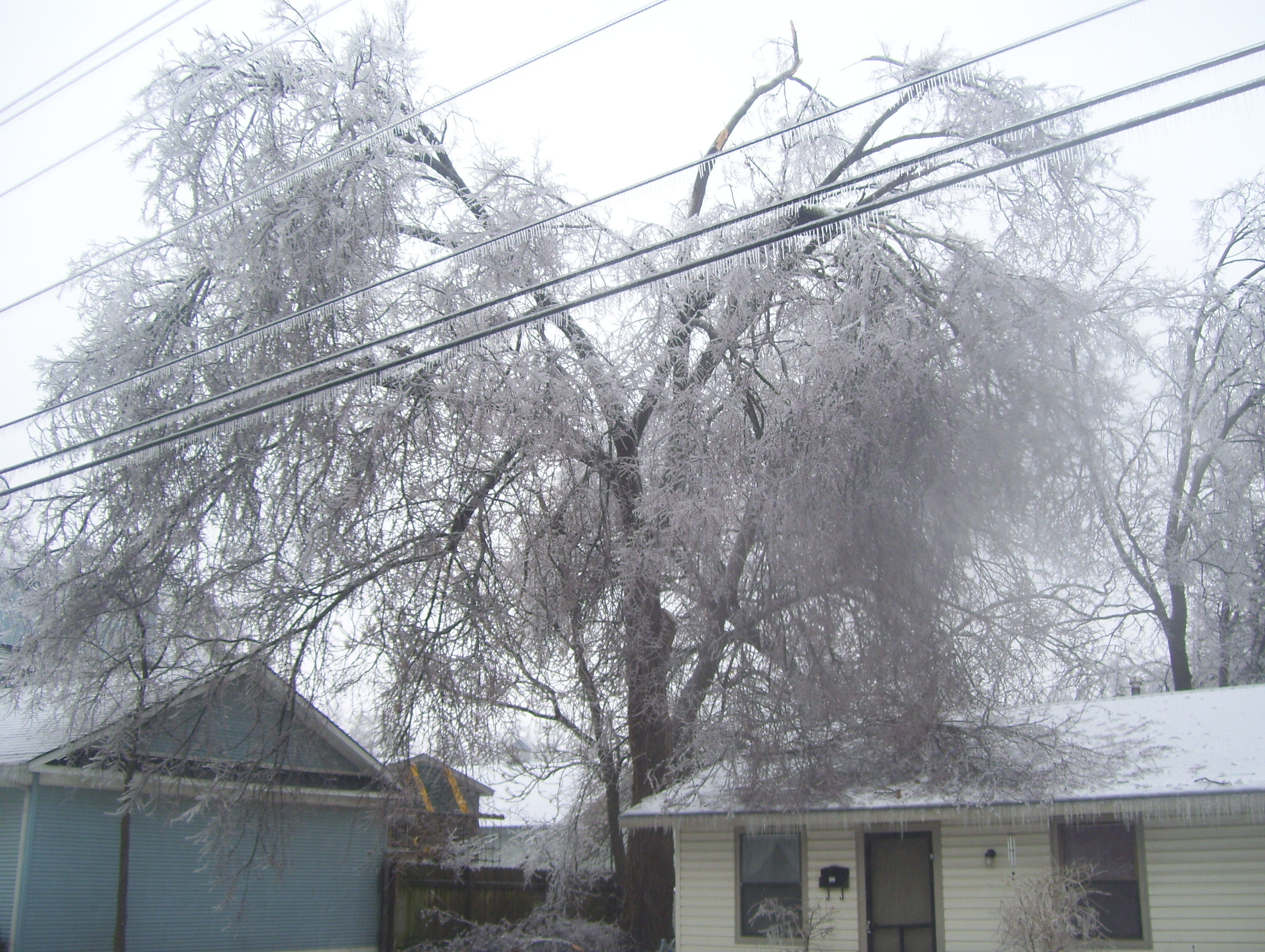 Icy tree with power lines