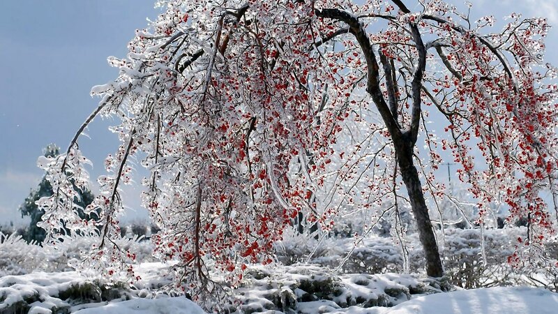 Icy tree with red berries