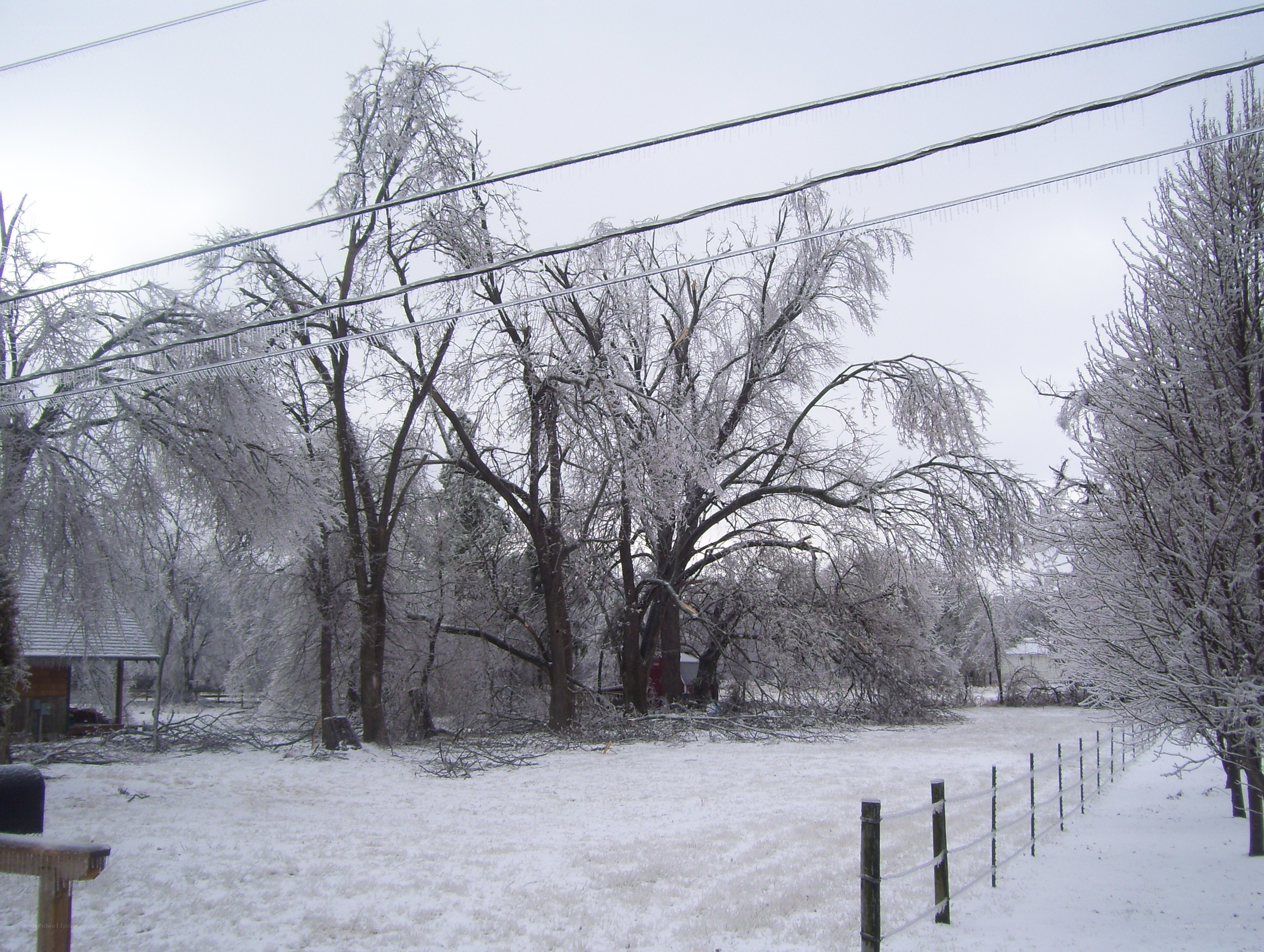Icy trees after a storm
