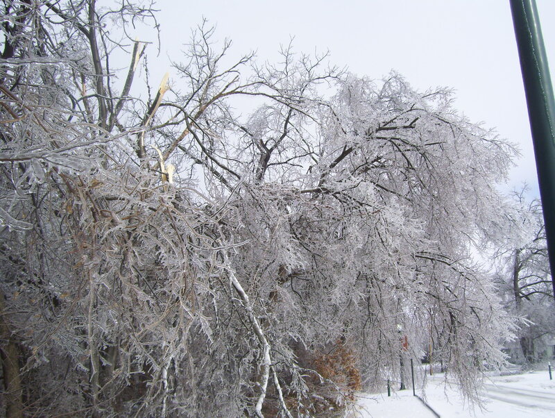 Icy trees after a storm