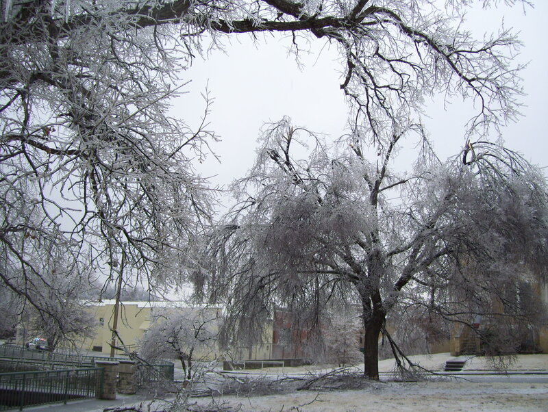 Icy trees after a storm