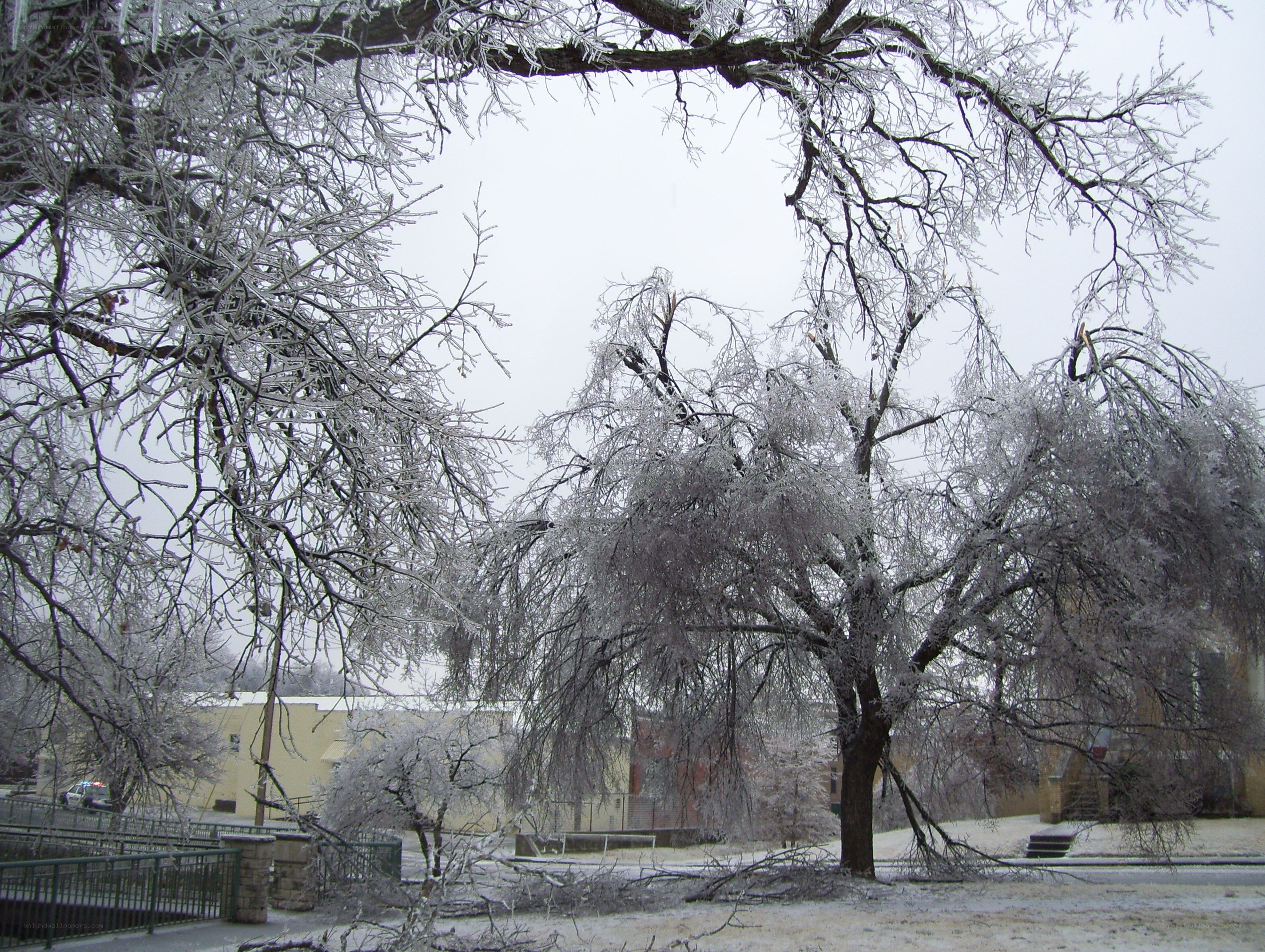 Icy trees after a storm