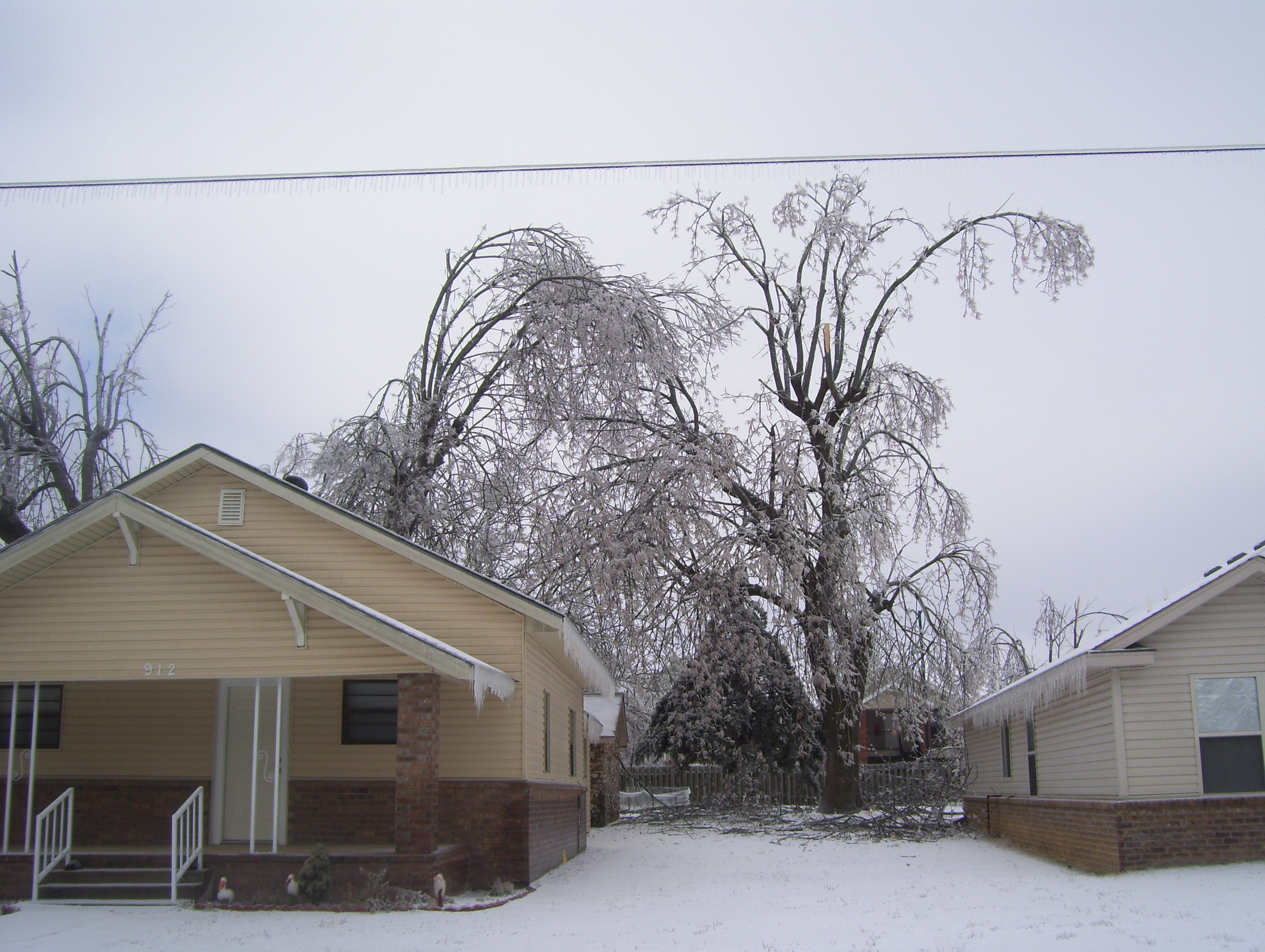 Icy trees after winter storm