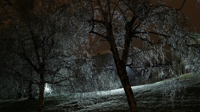 Icy trees at night