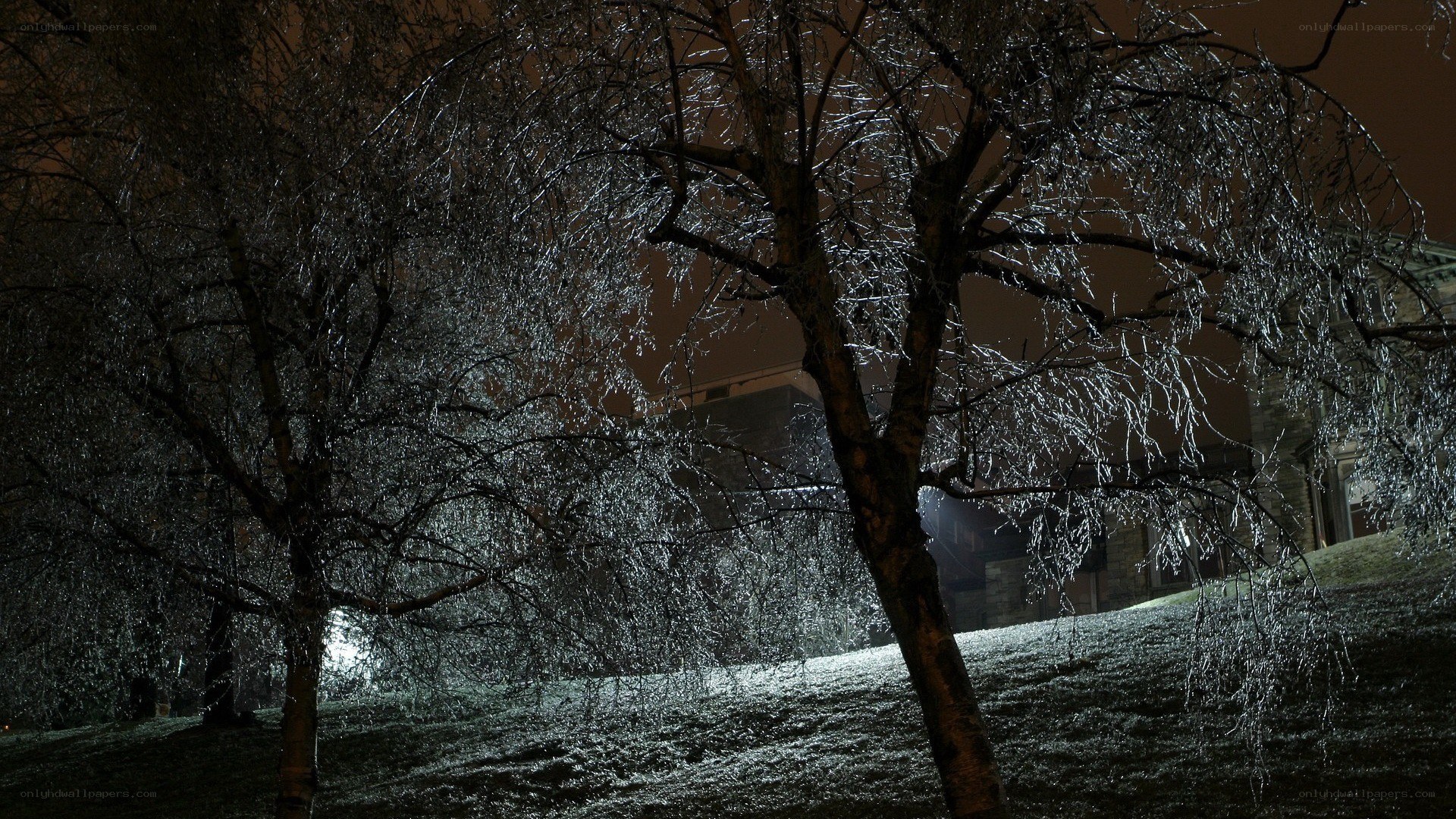 Icy trees at night