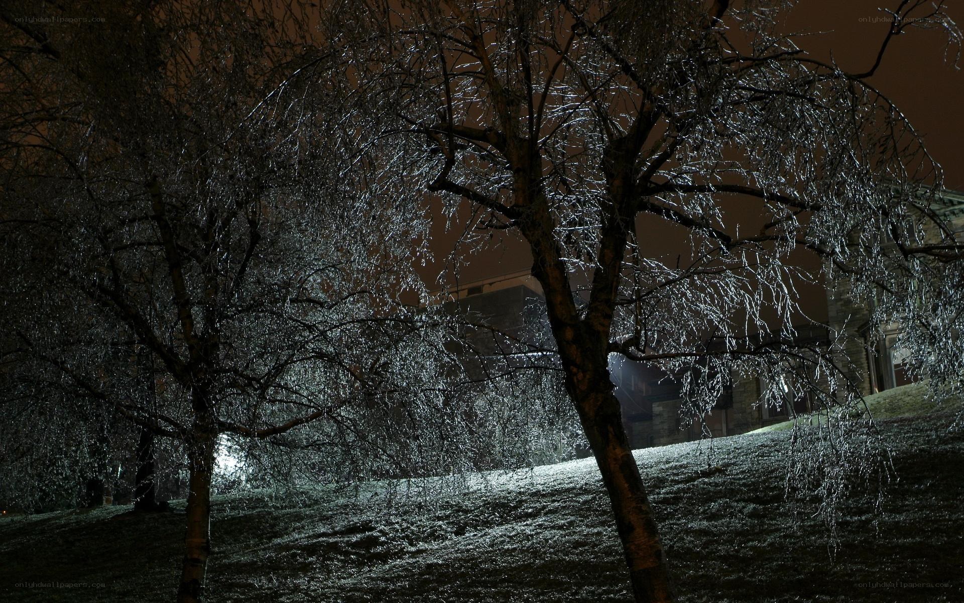 Icy trees at night