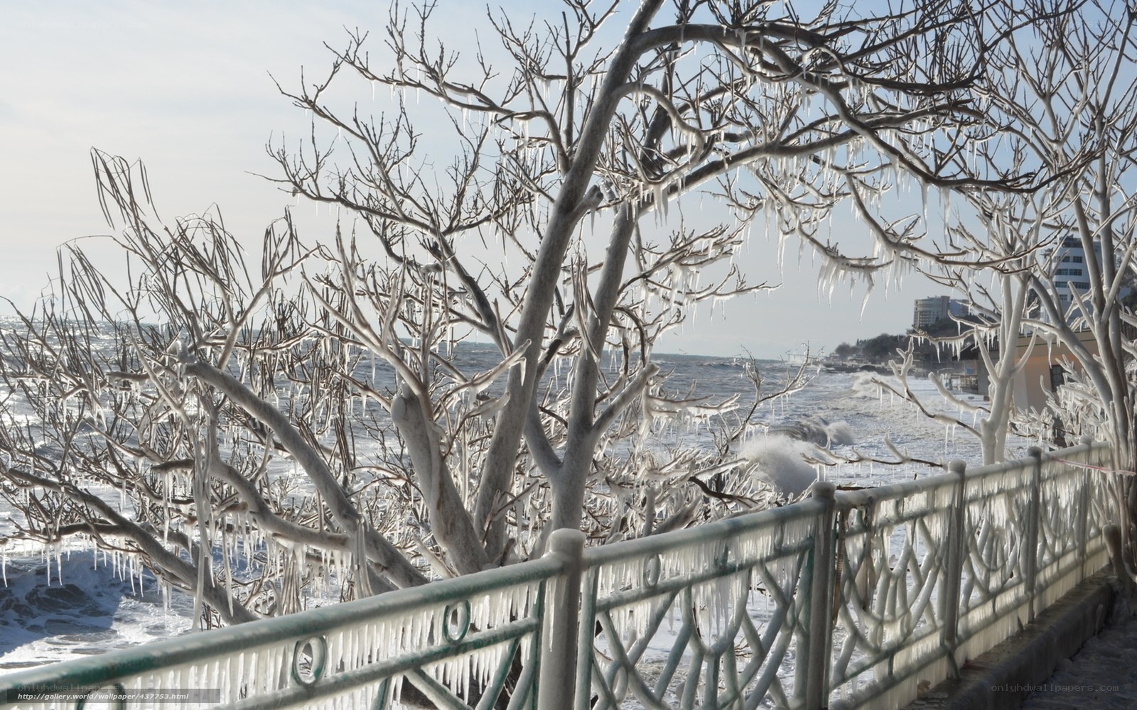 Icy trees by the sea