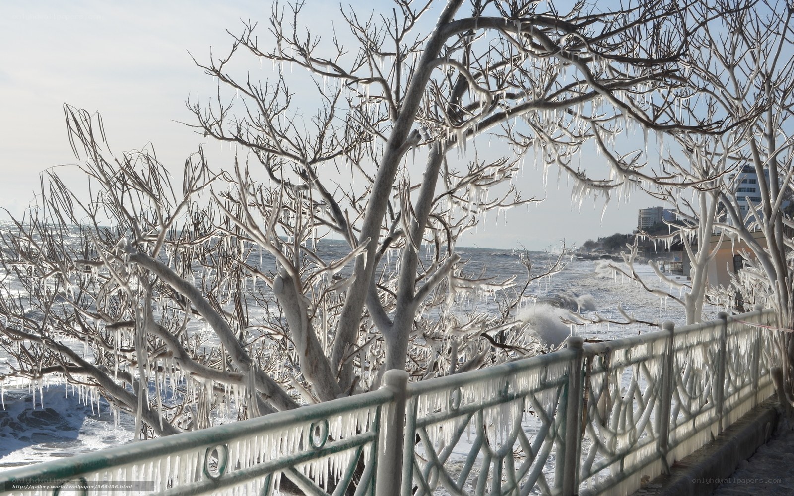 Icy trees by the sea