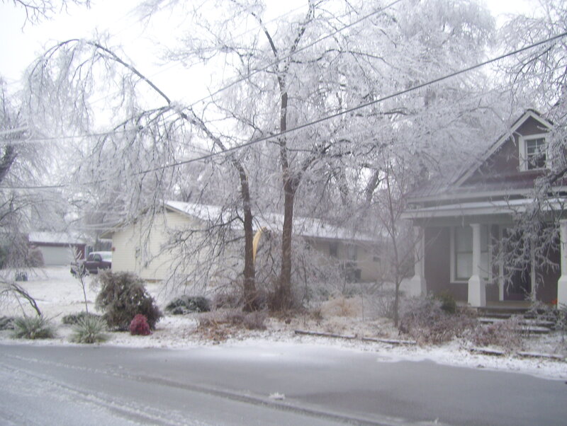 Icy trees in a residential neighborhood