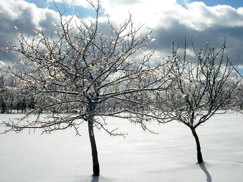 Icy trees in a snowy landscape