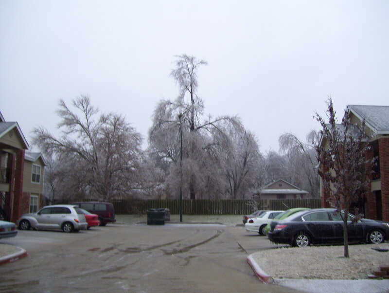 Icy trees in apartment complex