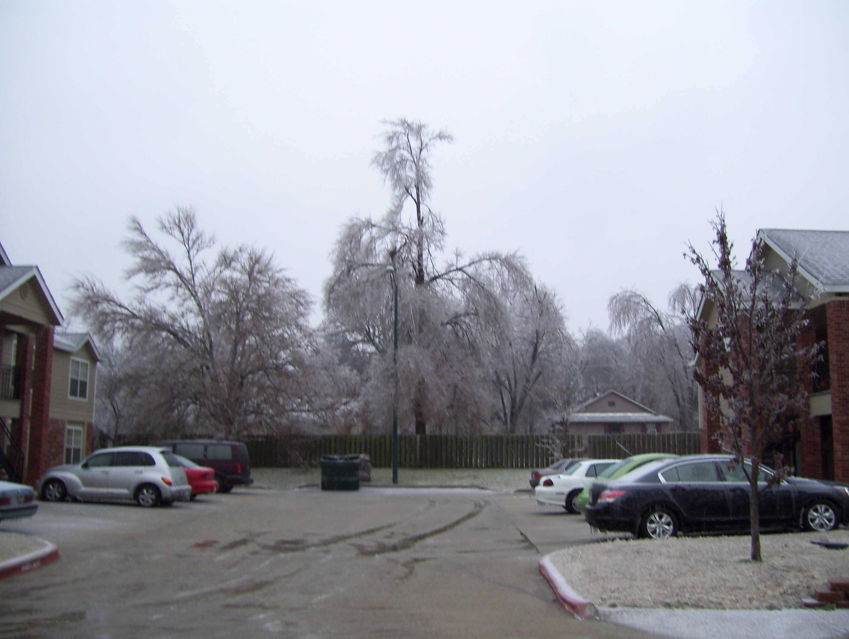 Icy trees in apartment complex