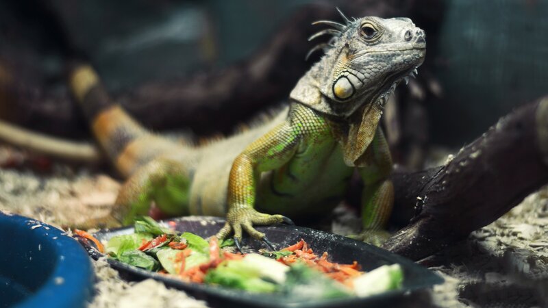 iguana eating salad
