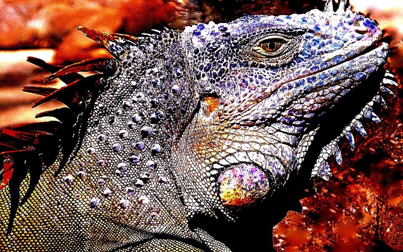 Iguana Head Close-up — Blue, Dramatic, Photograph