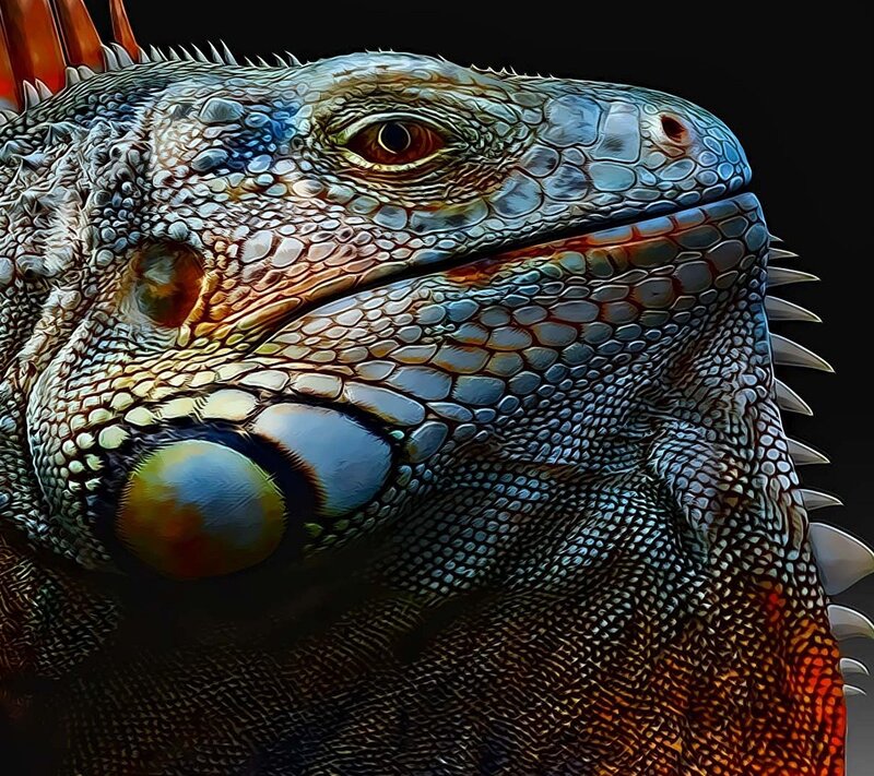 Iguana Head Close-up — Blue, Dramatic