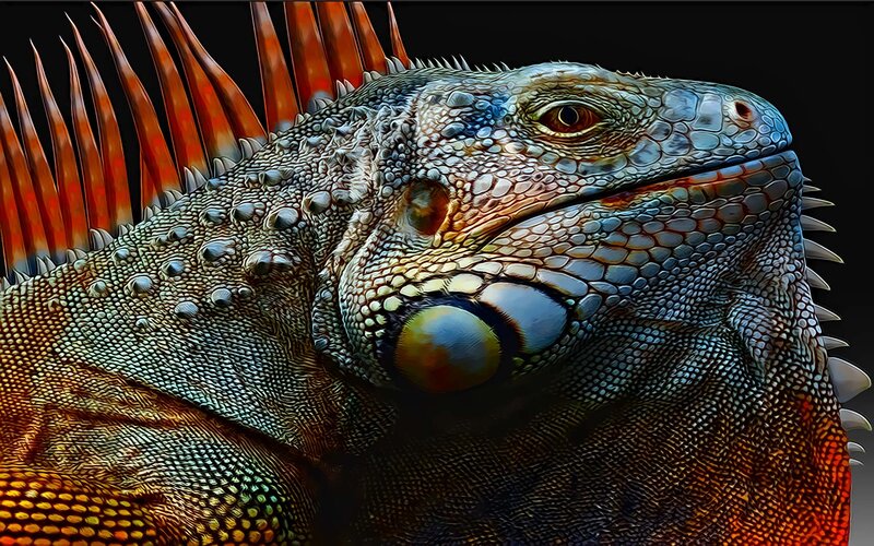 Iguana Head Close-up — Blue