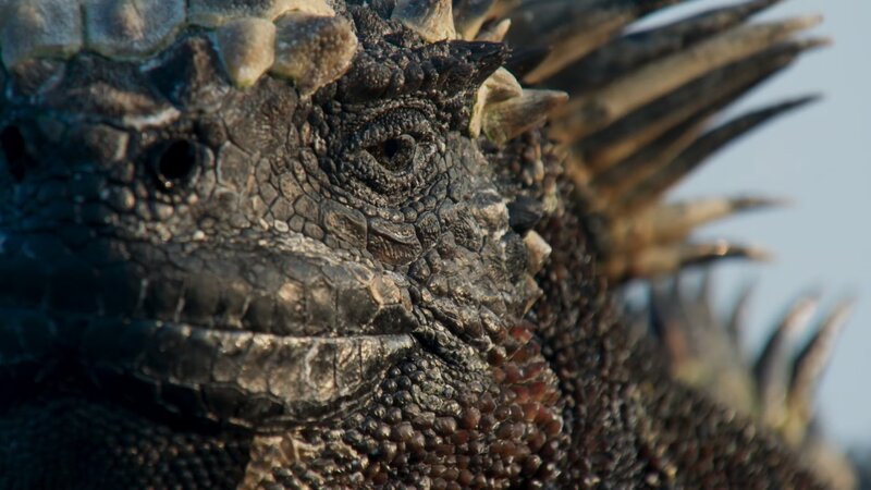 Iguana Head Close-up — Brown