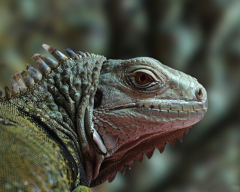 Iguana Head Close-up — Green, Natural