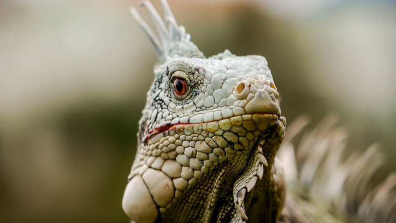 Iguana Head Close-up — Green, Neutral
