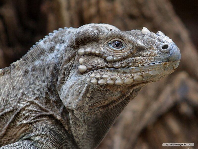 Iguana Head Close-up
