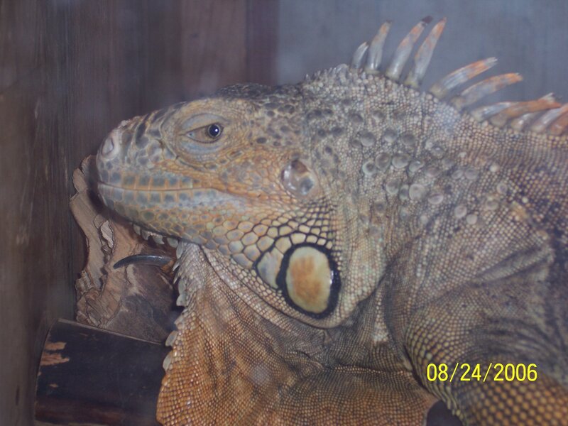 iguana in enclosure